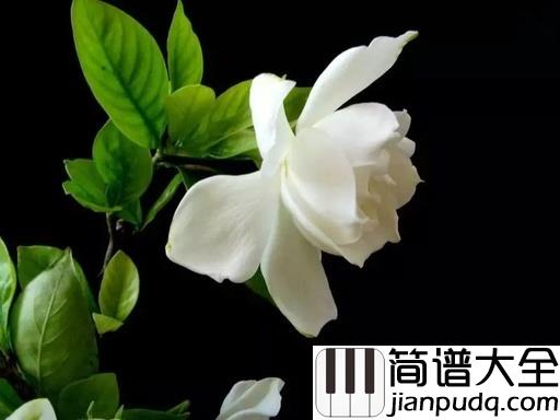 栀子花开吉他谱_何炅_谁不曾是同学少年，风华正茂