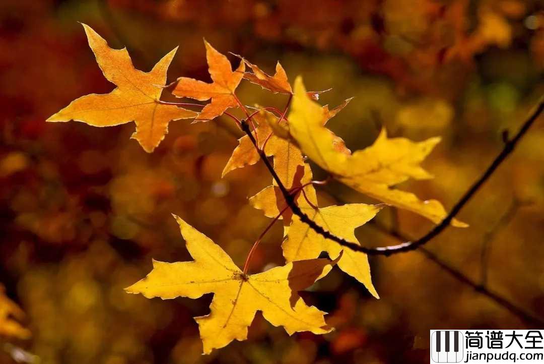 懂得吉他谱_李健_世间冷暖，无非自然