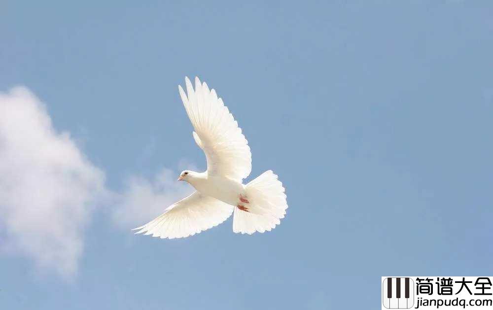 白兰鸽巡游记吉他谱_丢火车乐队_直到拥有了一切__还是飞向北方