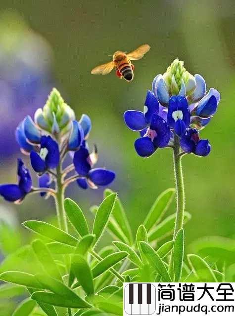 鲁冰花吉他谱_甄妮_让你感受到世间最伟大的母爱